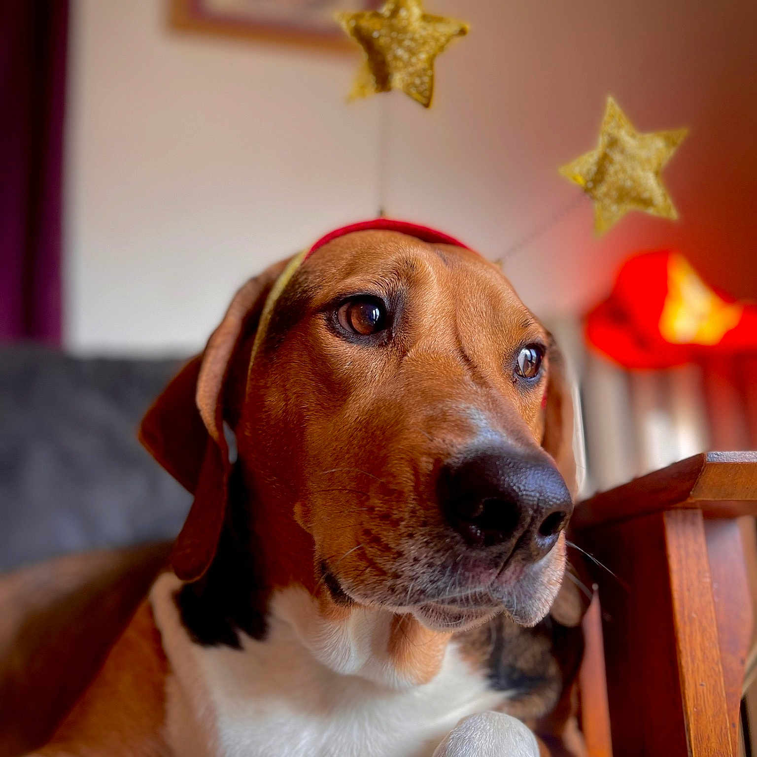 Piper