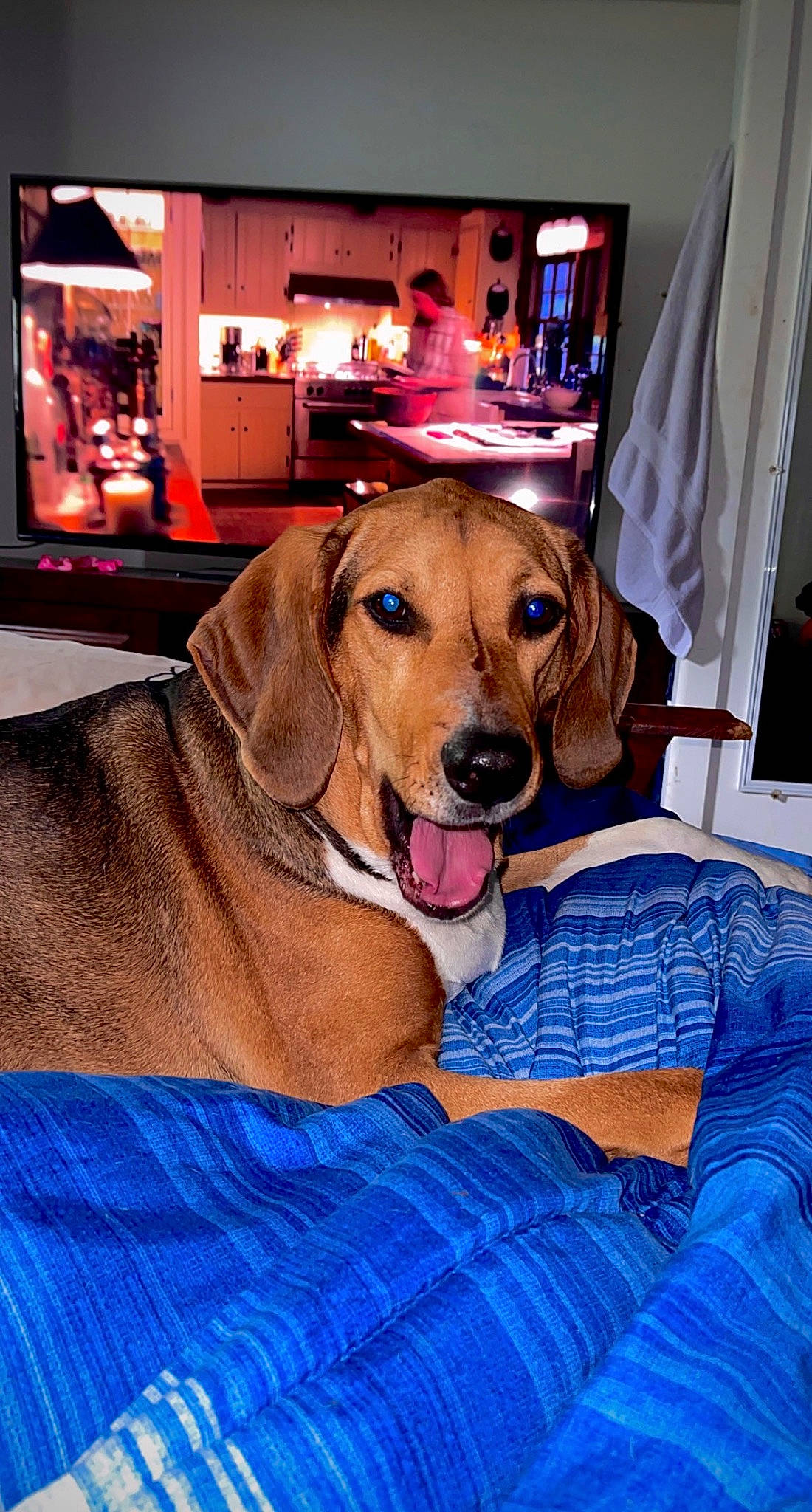 Piper joined the competition — help win amazing prizes! canidae, carnivore, chair, collar, comfort, companion_dog, curtain, dog, dog_breed, dog_supply, fawn, flooring, fur, guard_dog, hound, picture_frame, snout, sporting_group, television, working_animal