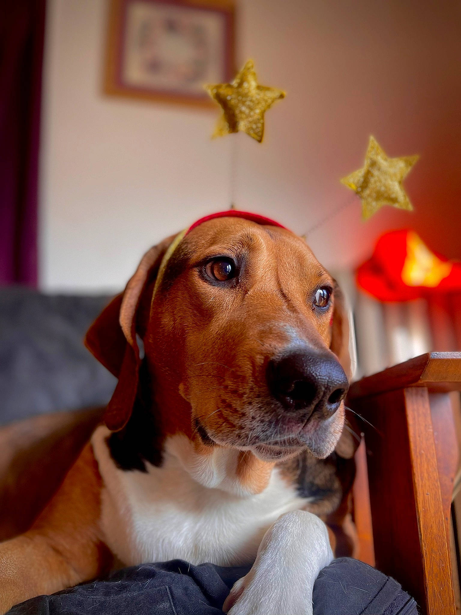 Piper is registered to the contest to win money with this photo: canidae, carnivore, collar, companion_dog, dog, dog_breed, dog_supply, fawn, fur, hat, hound, hunting_dog, picture_frame, scent_hound, snout, sporting_group, whiskers, working_animal