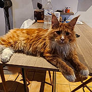 Alvaro participe au concours pour gagner de l'argent avec cette photo : cat, orange_cat, fluffy_cat, table, wooden_table, indoor, kitchen, water_bottle, bread, chair, floor_tiles, relaxed, pet, feline, domestic_animal, whiskers, ears, paws, fur, household