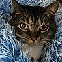 cat, tabby, animal, pet, feline, whiskers, ears, eyes, nose, fur, cozy, blanket, blue, soft, texture, closeup, portrait, indoor, cute, resting