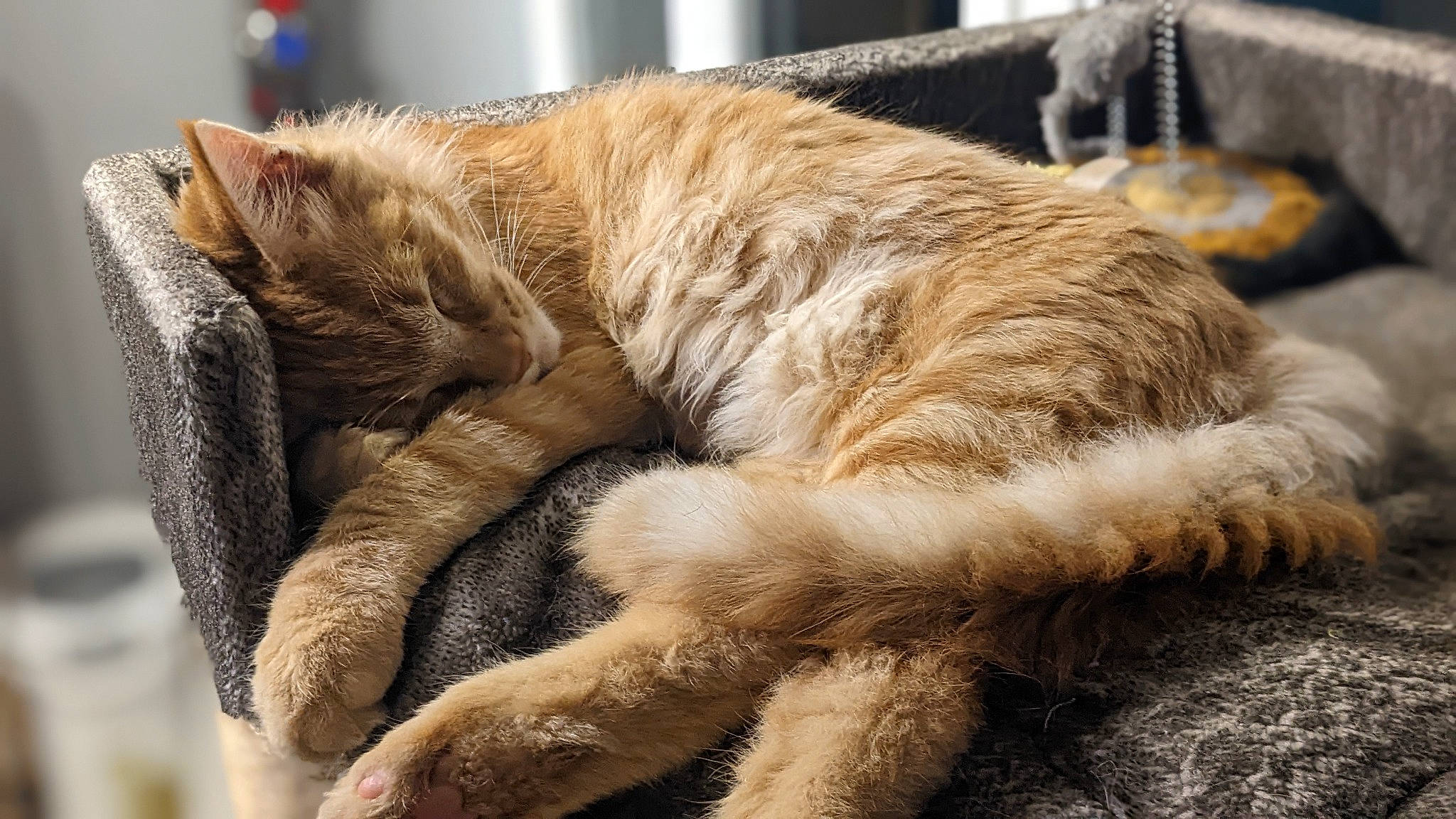 Tyron a rejoint le concours — aidez-le/la à gagner de superbes lots ! carnivore, cat, claw, comfort, domestic_short_haired_cat, fawn, felidae, fur, human_leg, metal, nap, paw, sleep, small_to_medium_sized_cats, snout, tail, terrestrial_animal, whiskers