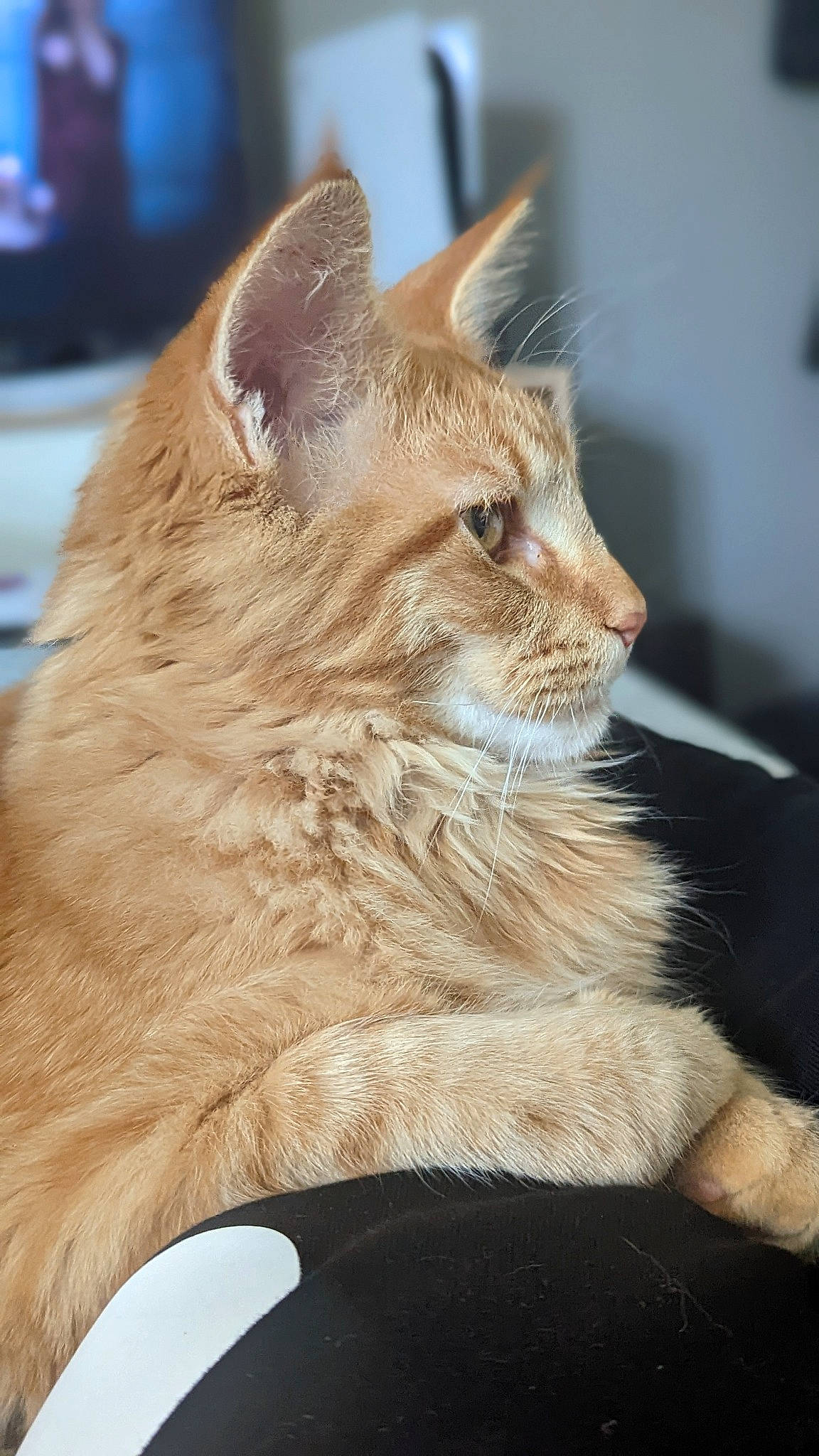 Tyron a rejoint le concours — aidez-le/la à gagner de superbes lots ! carnivore, cat, claw, domestic_short_haired_cat, fawn, felidae, fur, paw, pet_supply, serveware, small_to_medium_sized_cats, snout, terrestrial_animal, whiskers, wildlife