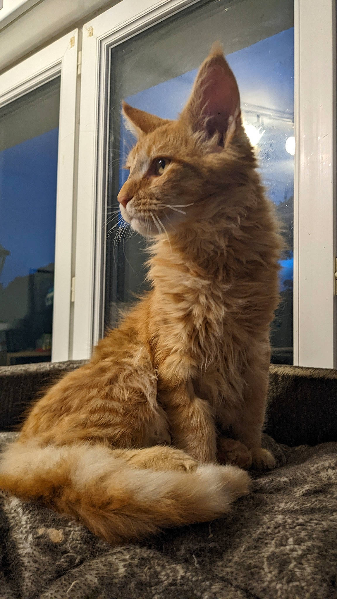 Tyron a rejoint le concours — aidez-le/la à gagner de superbes lots ! carnivore, cat, claw, domestic_short_haired_cat, door, fawn, felidae, fur, paw, small_to_medium_sized_cats, snout, tail, terrestrial_animal, whiskers, wildlife, window, wood