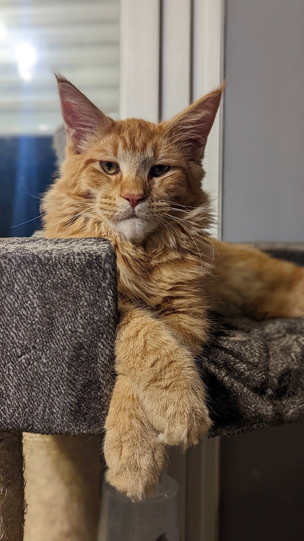 Tyron a rejoint le concours — aidez-le/la à gagner de superbes lots ! box, cardboard, carnivore, cat, cat_supply, claw, domestic_short_haired_cat, fawn, felidae, fur, paw, small_to_medium_sized_cats, snout, tail, whiskers