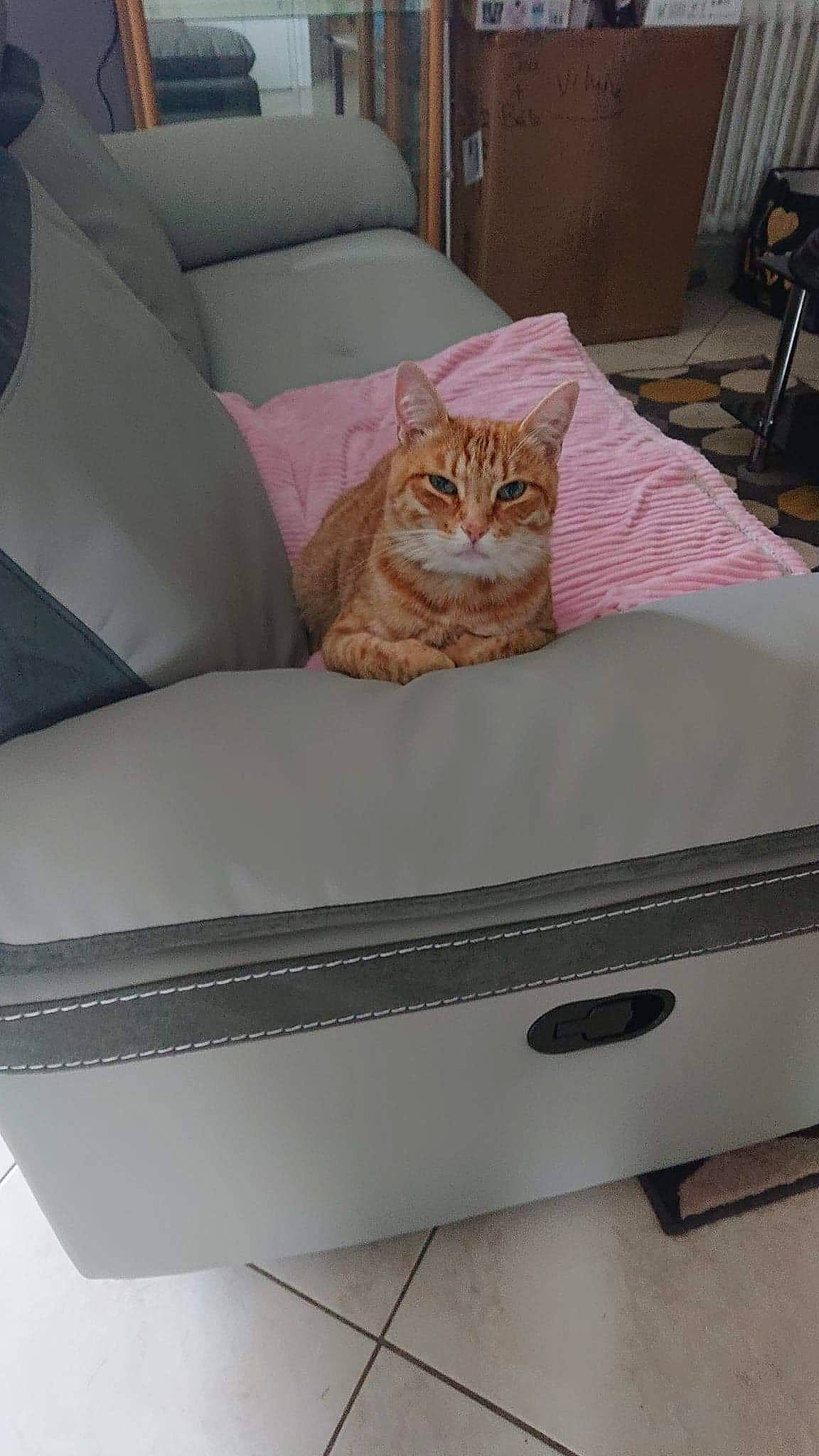Tony a rejoint le concours — aidez-le/la à gagner de superbes lots ! cat, chair, comfort, couch, domestic_short_haired_cat, felidae, furniture, room, slipcover, small_to_medium_sized_cats, sofa_bed, table, whiskers