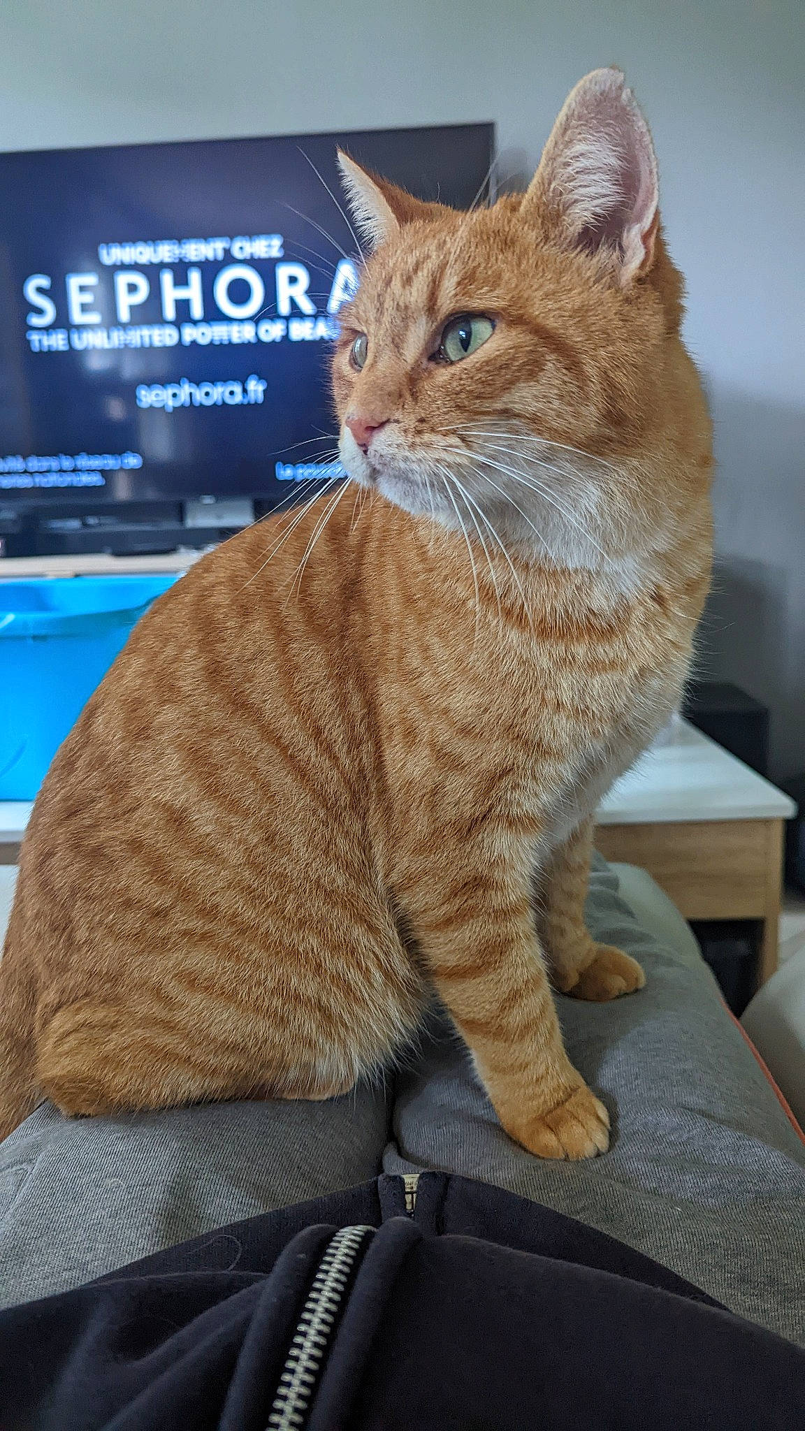 Tony a rejoint le concours — aidez-le/la à gagner de superbes lots ! carnivore, cat, cat_furniture, claw, comfort, display_device, domestic_short_haired_cat, fawn, felidae, fur, led_backlit_lcd_display, paw, pet_supply, sitting, small_to_medium_sized_cats, tail, television, whiskers, window, wood