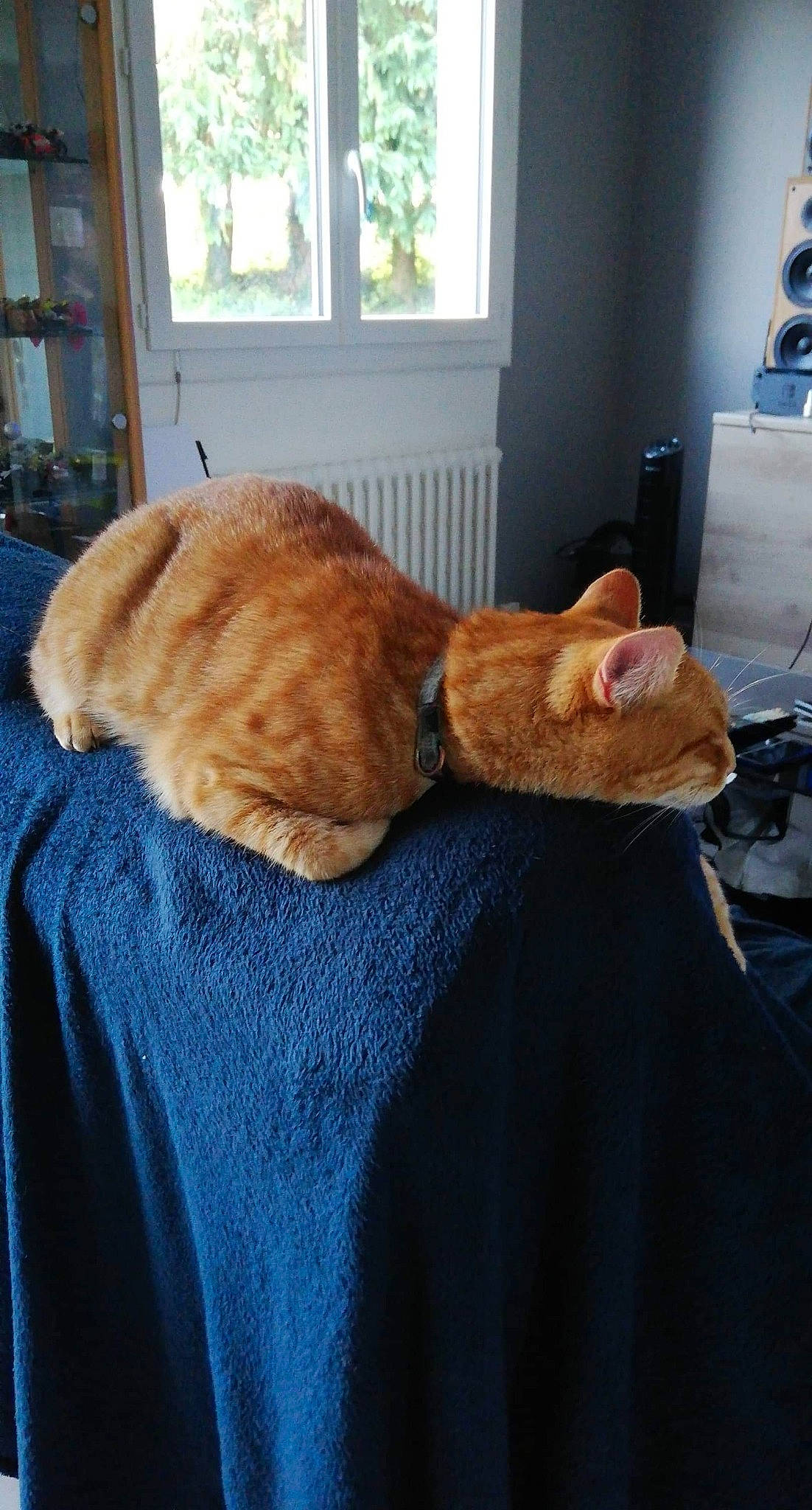 Tony participe au concours pour gagner de l'argent avec cette photo : carnivore, cat, ear, european_shorthair, fawn, felidae, fur, german_rex, small_to_medium_sized_cats, tabby_cat, tail, whiskers