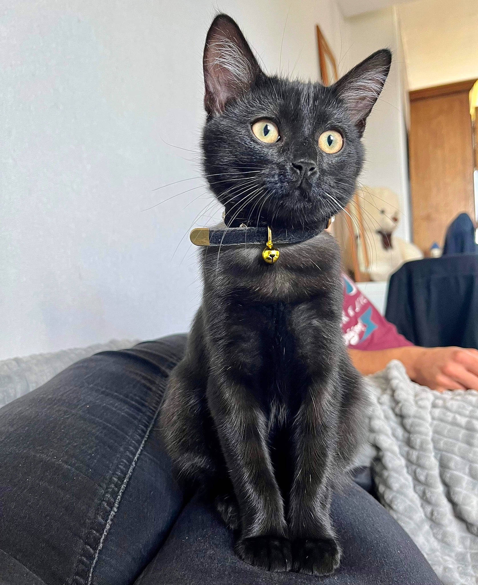 Pulco a rejoint le concours — aidez-le/la à gagner de superbes lots ! black_cat, bombay, carnivore, cat, claw, collar, comfort, domestic_short_haired_cat, felidae, fur, grey, havana_brown, paw, sitting, small_to_medium_sized_cats, snout, tail, terrestrial_animal, whiskers