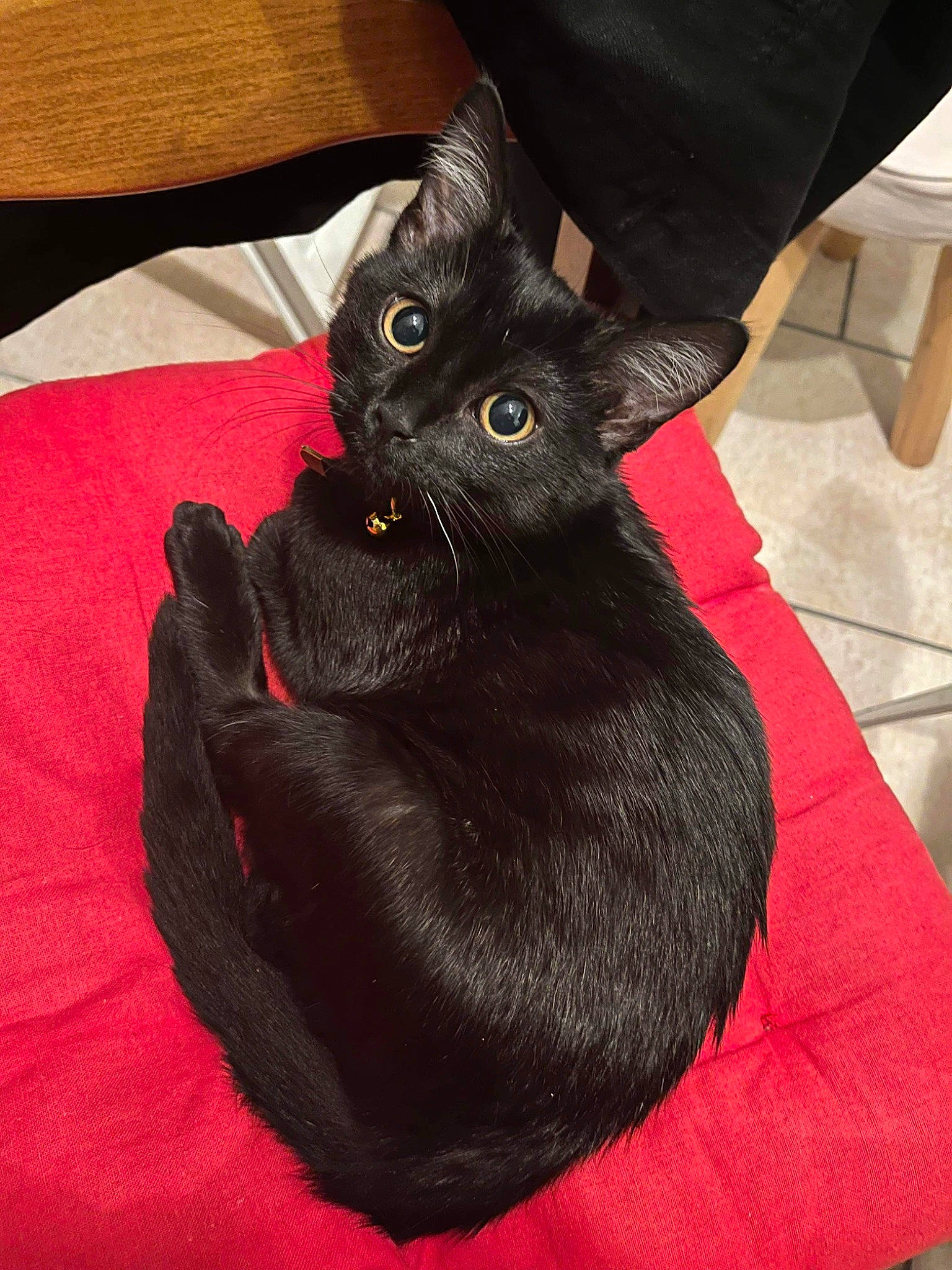 Pulco participe au concours pour gagner de l'argent avec cette photo : black_cat, bombay, carmine, carnivore, cat, claw, comfort, domestic_short_haired_cat, felidae, foot, fur, gesture, paw, sitting, small_to_medium_sized_cats, snout, tail, whiskers