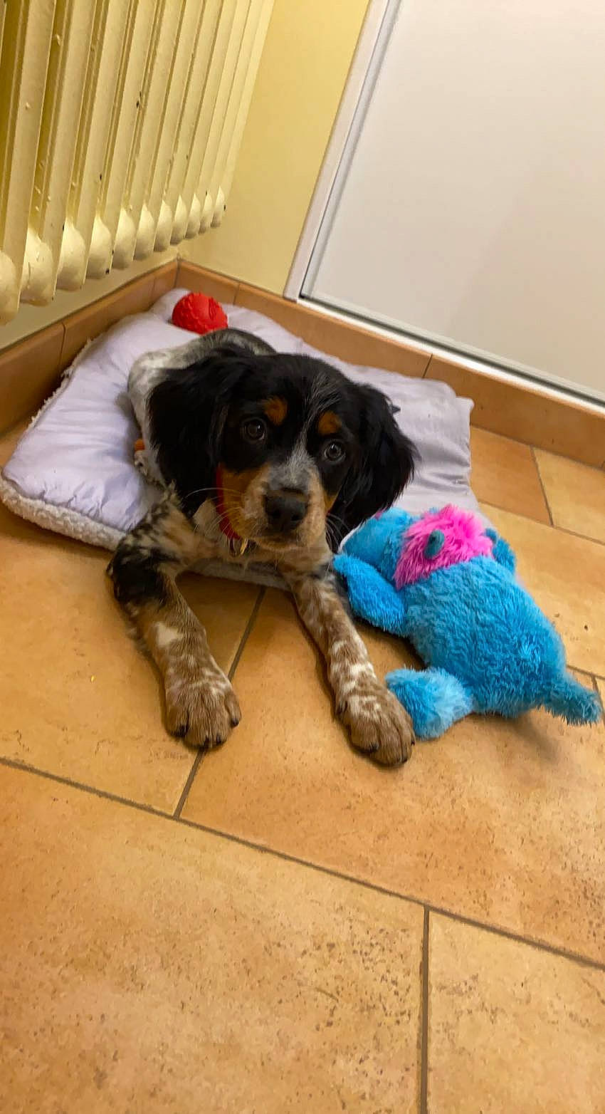 Tesla a rejoint le concours — aidez-le/la à gagner de superbes lots ! canidae, carnivore, comfort, companion_dog, dog, dog_breed, dog_supply, flooring, fur, paw, puppy, room, snout, spaniel, sporting_group, tennis_ball, toy, toy_dog, working_animal, working_dog