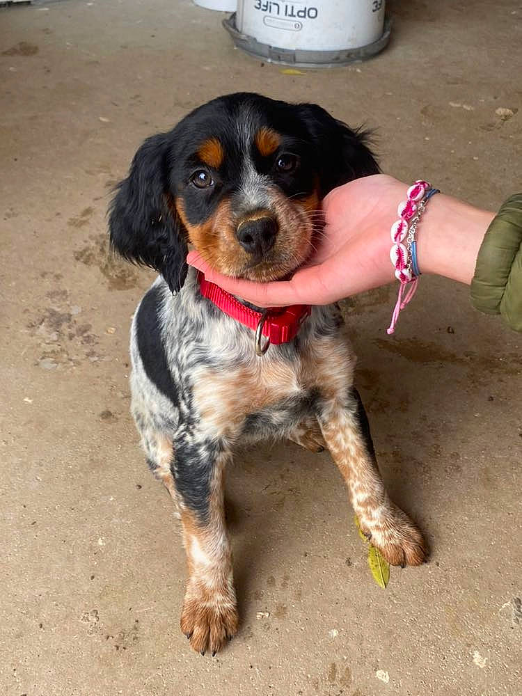 Tesla a rejoint le concours — aidez-le/la à gagner de superbes lots ! canidae, carnivore, collar, companion_dog, dog, dog_breed, fur, hunting_dog, king_charles_spaniel, leash, liver, snout, soil, spaniel, sporting_group, working_animal, working_dog