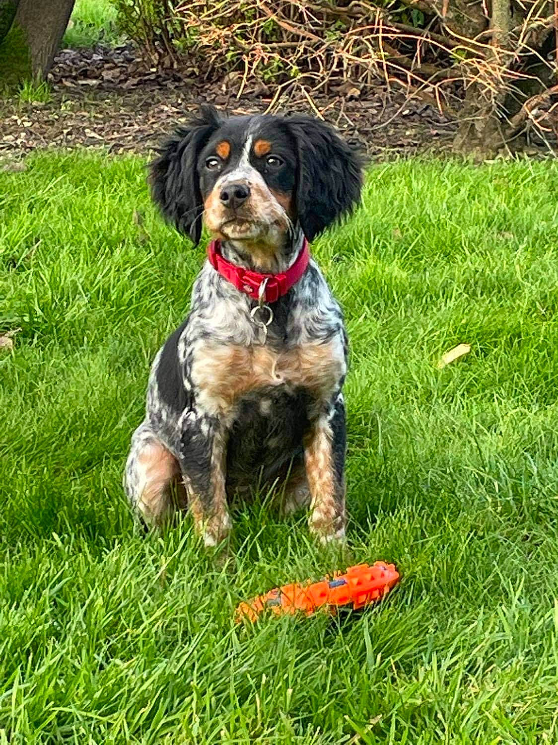 Tesla a rejoint le concours — aidez-le/la à gagner de superbes lots ! biting, canidae, carnivore, collar, companion_dog, dog, dog_breed, dog_collar, dog_supply, grass, gun_dog, liver, plant, snout, spaniel, sporting_group, tail, water_dog, working_animal, working_dog