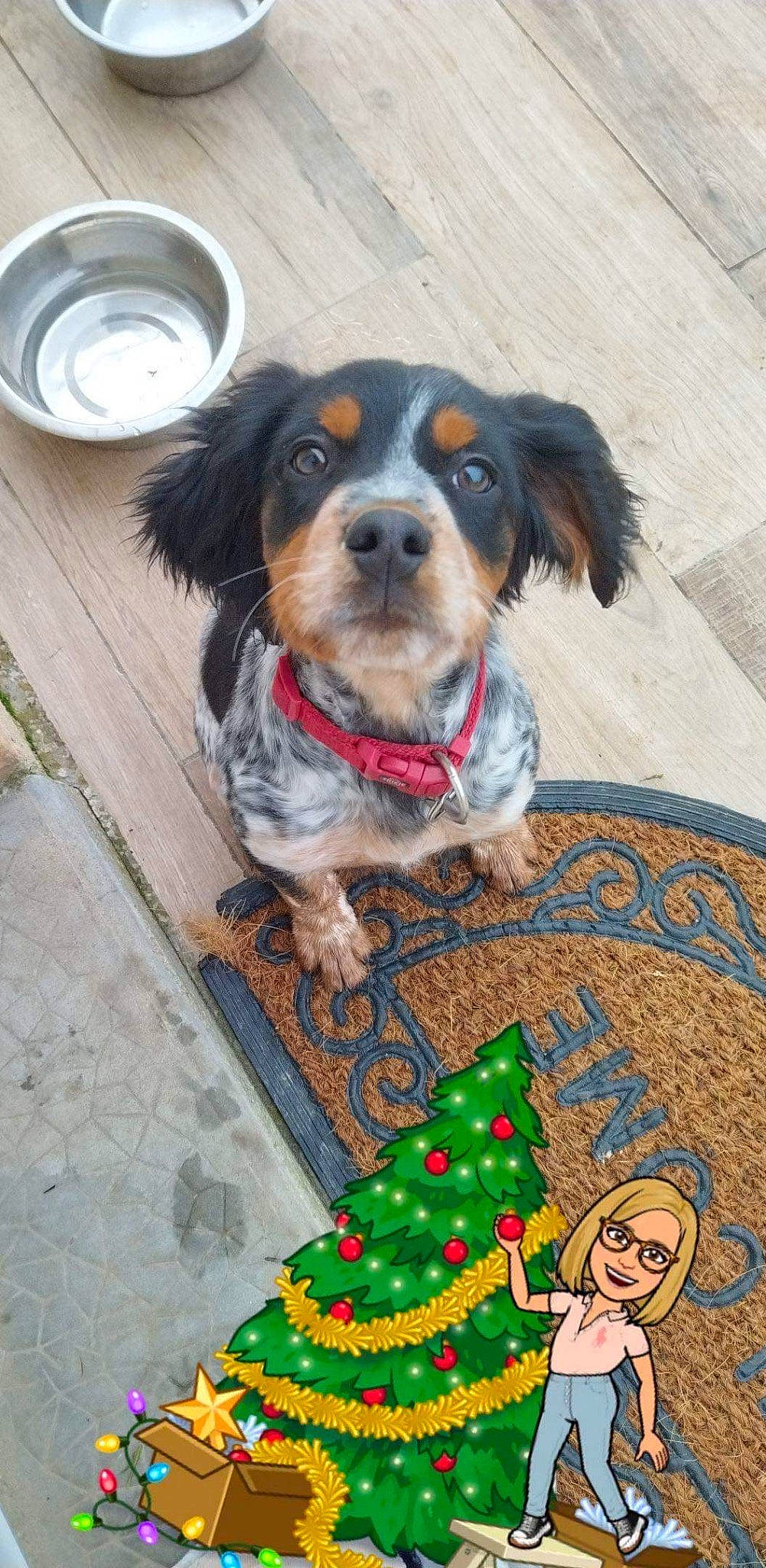 Tesla participe au concours pour gagner de l'argent avec cette photo : canidae, carnivore, christmas_tree, circle, companion_dog, conifer, dog, dog_breed, dog_supply, event, flooring, fur, holiday, leash, puppy, snout, spaniel, sporting_group, toy_dog, working_dog