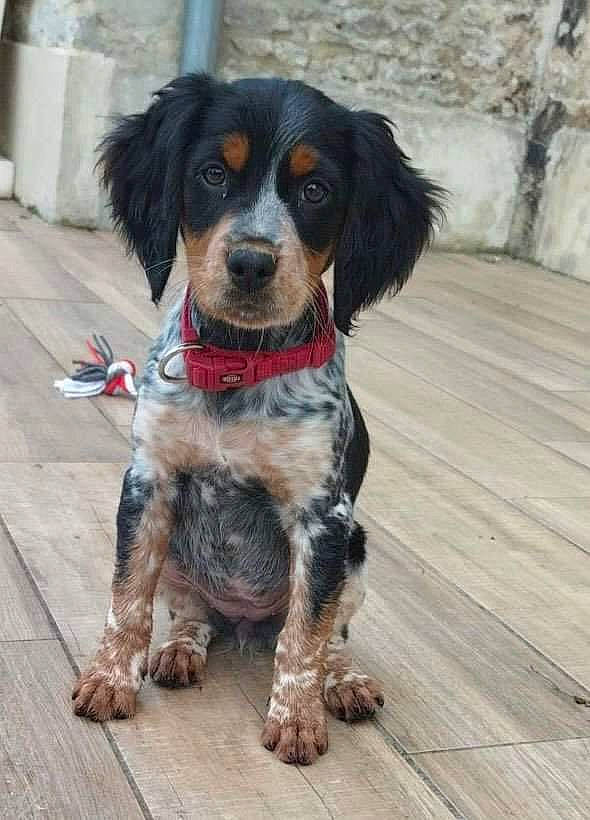 Tesla participe au concours pour gagner de l'argent avec cette photo : bored, canidae, carnivore, collar, companion_dog, dog, dog_breed, dog_supply, flooring, fur, hardwood, liver, plank, snout, spaniel, sporting_group, toy_dog, water_dog, wood, working_animal