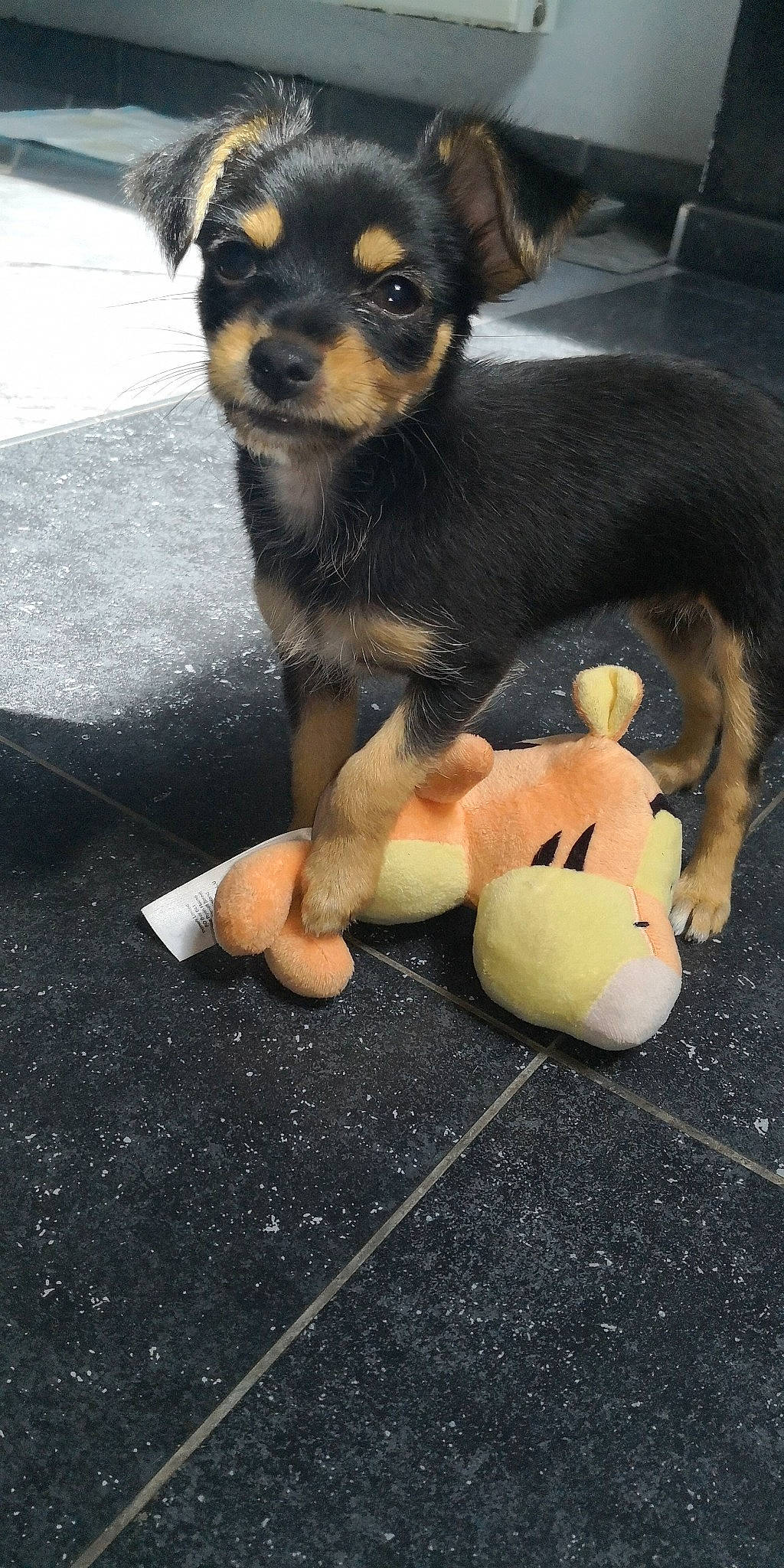 Cookie participe au concours pour gagner de l'argent avec cette photo : canidae, carlin_pinscher, carnivore, chihuahua, companion_dog, dog, dog_breed, english_toy_terrier, fawn, german_pinscher, mammal, miniature_pinscher, pinscher, prazsky_krysarik, puppy, russkiy_toy, sporting_group, street_dog, toy_dog, vertebrate