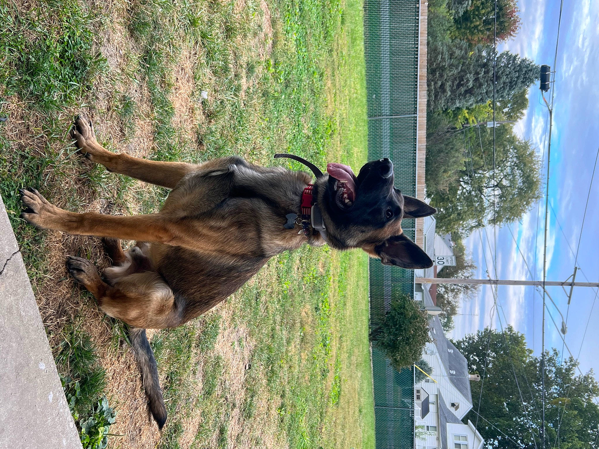 Dutch joined the competition — help win amazing prizes! biting, canidae, carnivore, collar, dog, dog_breed, fawn, german_shepherd_dog, grass, liver, old_german_shepherd_dog, pet_supply, plant, sky, snout, sporting_group, tail, tree, water, working_animal