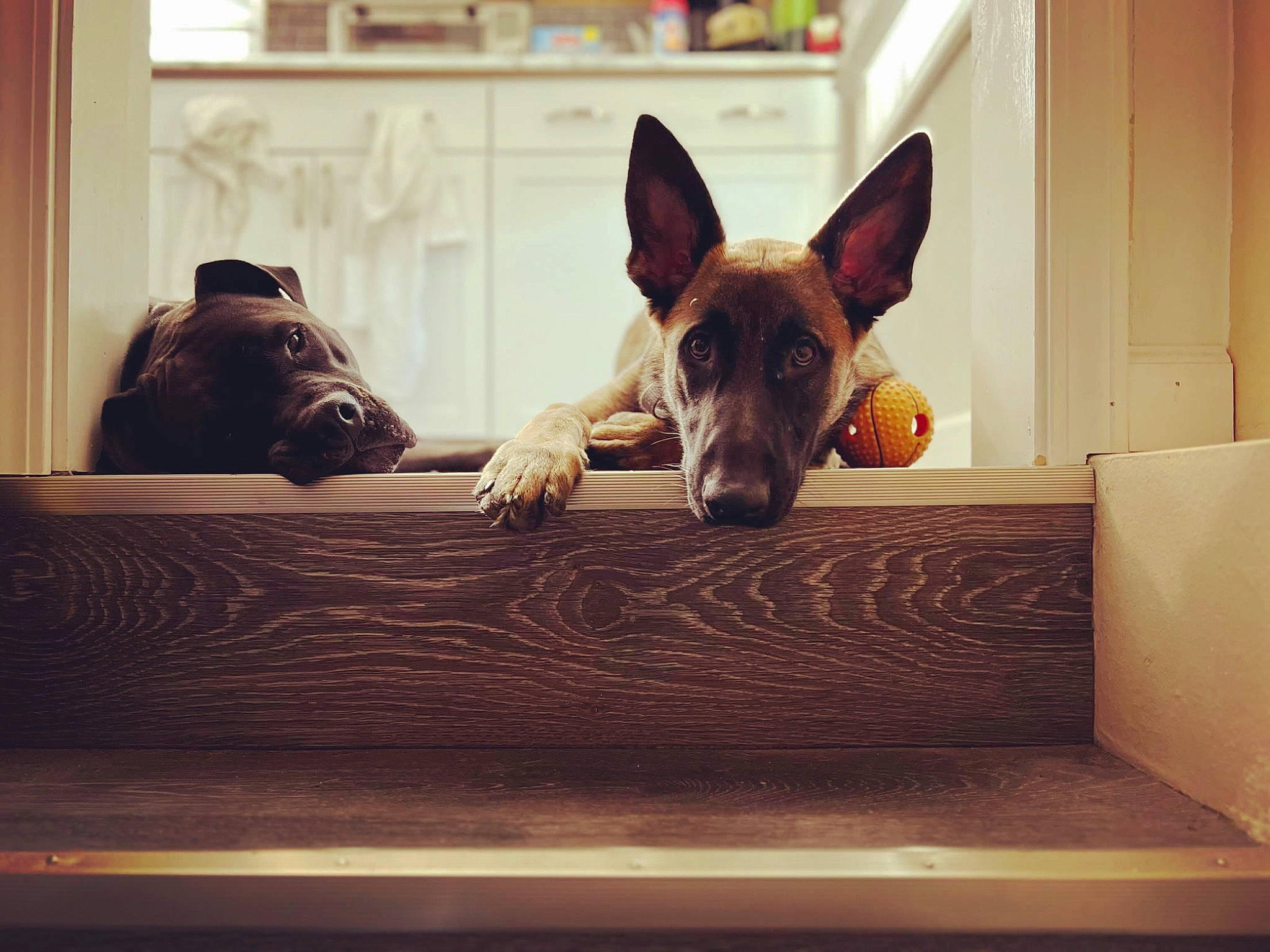 Dutch joined the competition — help win amazing prizes! brown, canidae, carnivore, comfort, companion_dog, dog, dog_breed, fawn, floor, flooring, hardwood, linens, paw, rectangle, room, snout, sporting_group, square, whiskers, wood