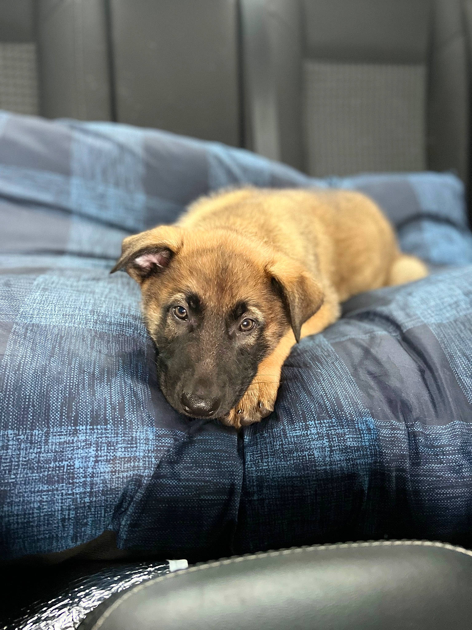 Dutch is registered to the contest to win money with this photo: blanket, canidae, carnivore, claw, comfort, companion_dog, dog, dog_breed, fawn, fur, linens, room, sporting_group, terrestrial_animal, wood, working_animal