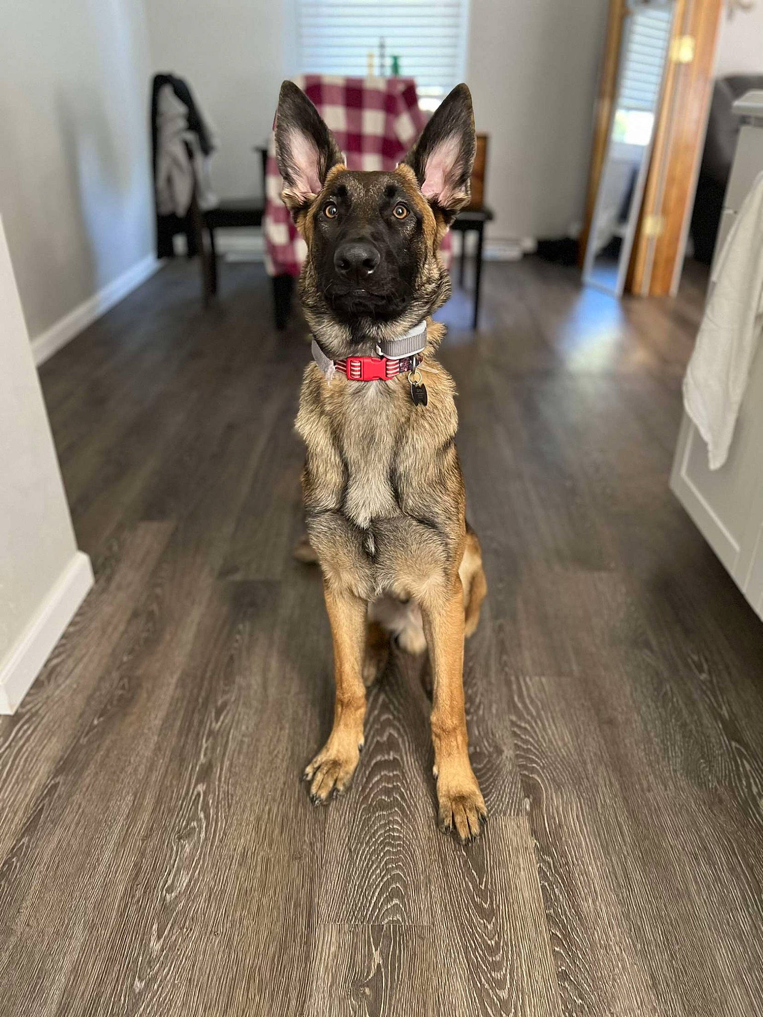 Dutch joined the competition — help win amazing prizes! carnivore, collar, companion_dog, dog, dog_breed, dog_clothes, dog_collar, dog_supply, flooring, french_bulldog, grey, guard_dog, hardwood, leash, tail, toy_dog, varnish, wood, wood_flooring, working_animal