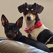 Lola is registered to the contest to win money with this photo: dog, pet, animal, indoor, collar, leather_couch, cute, black_and_tan, alert, small_dog, companions, fur, ears, portrait, two_dogs, domestic_animal, friendship, resting, looking, cute_pets