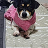 Lola is registered to the contest to win money with this photo: dog, pet, bed, blanket, indoor, animal, canine, cute, clothing, red_checkered, lying_down, looking_at_camera, ears, paws, fur, small_dog, domestic_animal, resting, cozy, portrait