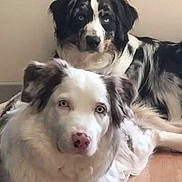 Juliana Et Oslo participe au concours pour gagner de l'argent avec cette photo : dog, indoor, two_dogs, black_and_white, brown_and_white, fur, pet, animal, floor, resting, looking_at_camera, companion, domestic, cute, canine, portrait, relaxed, household, background, wall