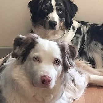 Juliana Et Oslo participe au concours pour gagner de l'argent avec cette photo : dog, indoor, two_dogs, black_and_white, brown_and_white, fur, pet, animal, floor, resting, looking_at_camera, companion, domestic, cute, canine, portrait, relaxed, household, background, wall