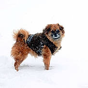 Chewie joined the competition — help win amazing prizes! dog, puppy, snow, winter, outdoor, pet, fluffy, small_dog, brown_fur, black_coat, winter_clothing, standing, animal, canine, portrait, snowy_background, cold_weather, cute, tail, nature