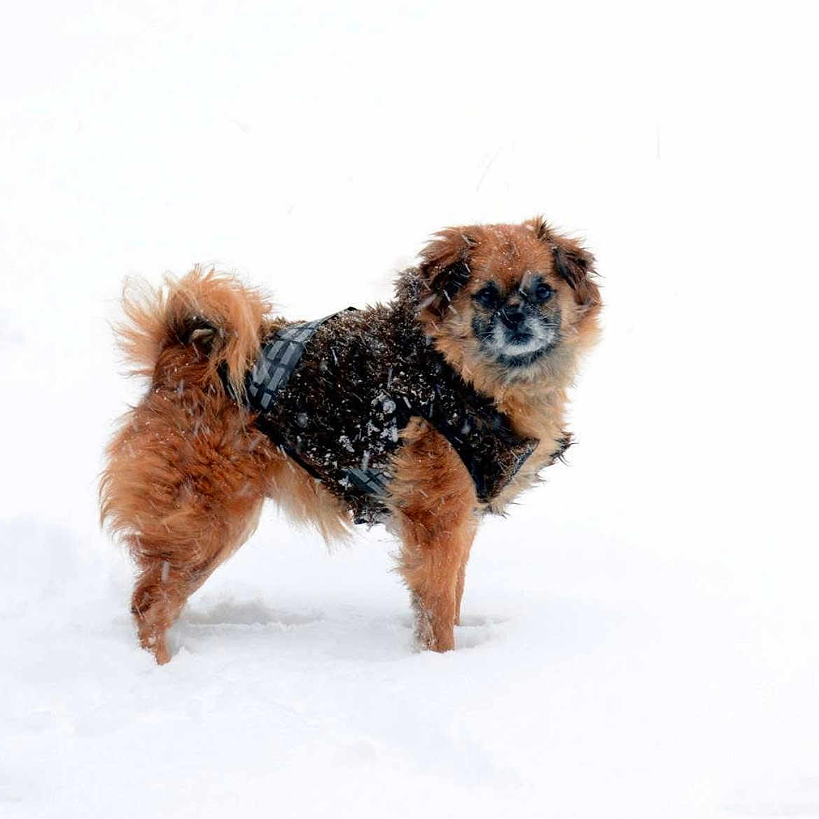 Chewie