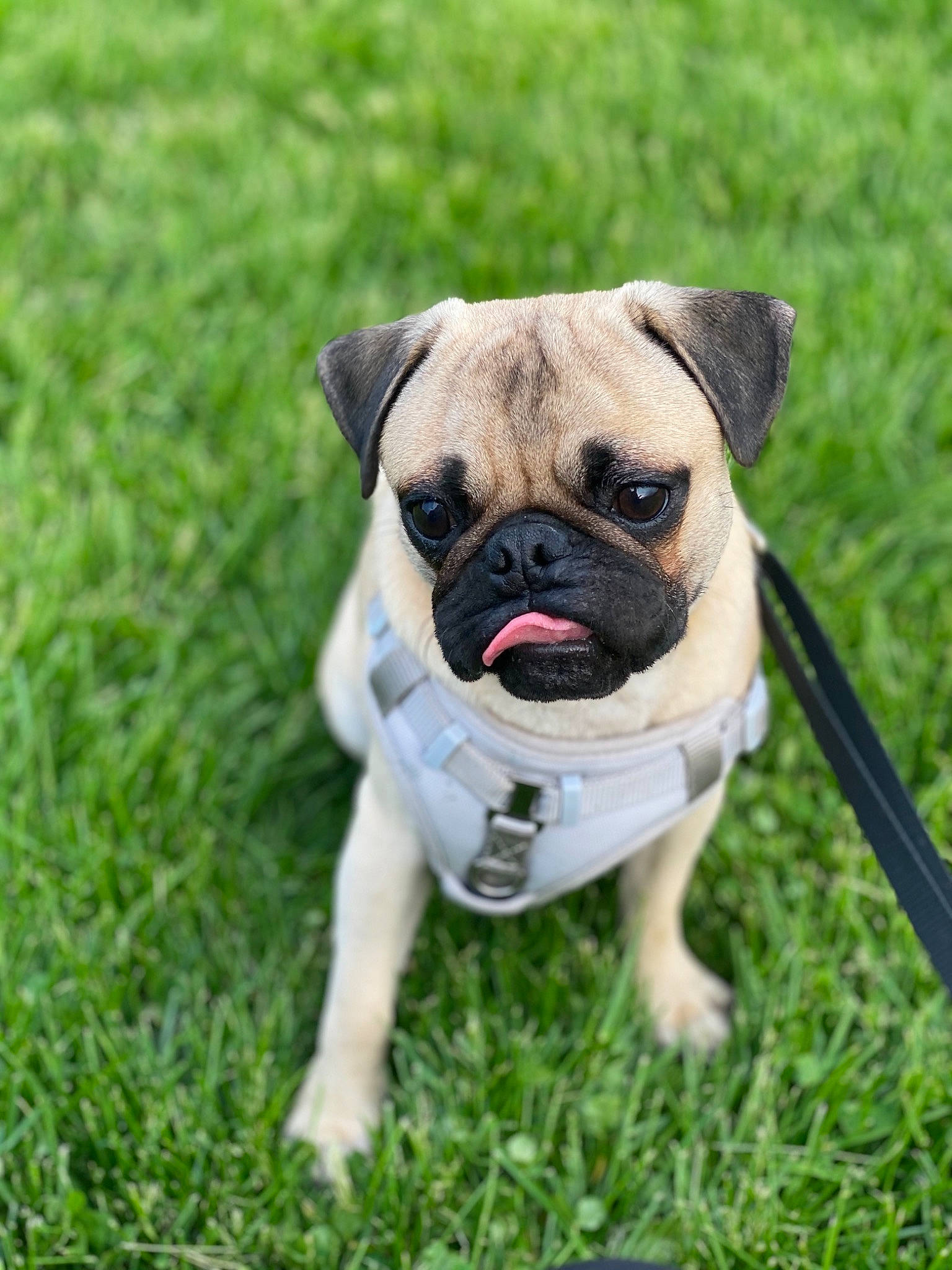 Drogo joined the competition — help win amazing prizes! ancient_dog_breeds, canidae, carnivore, companion_dog, dog, dog_breed, fawn, grass, lawn, mammal, plant, pug, puppy, snout, sporting_group, tongue, toy_dog, vertebrate