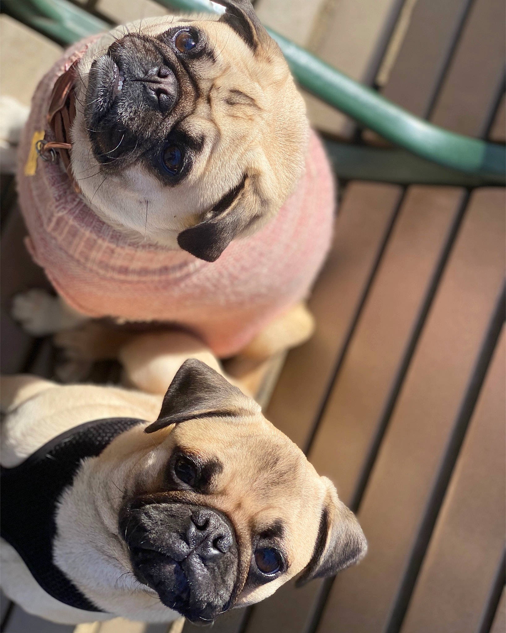 Drogo is registered to the contest to win money with this photo: ancient_dog_breeds, canidae, carnivore, companion_dog, dog, dog_breed, fawn, mammal, old_english_bulldog, pug, snout, toy_dog, wrinkle