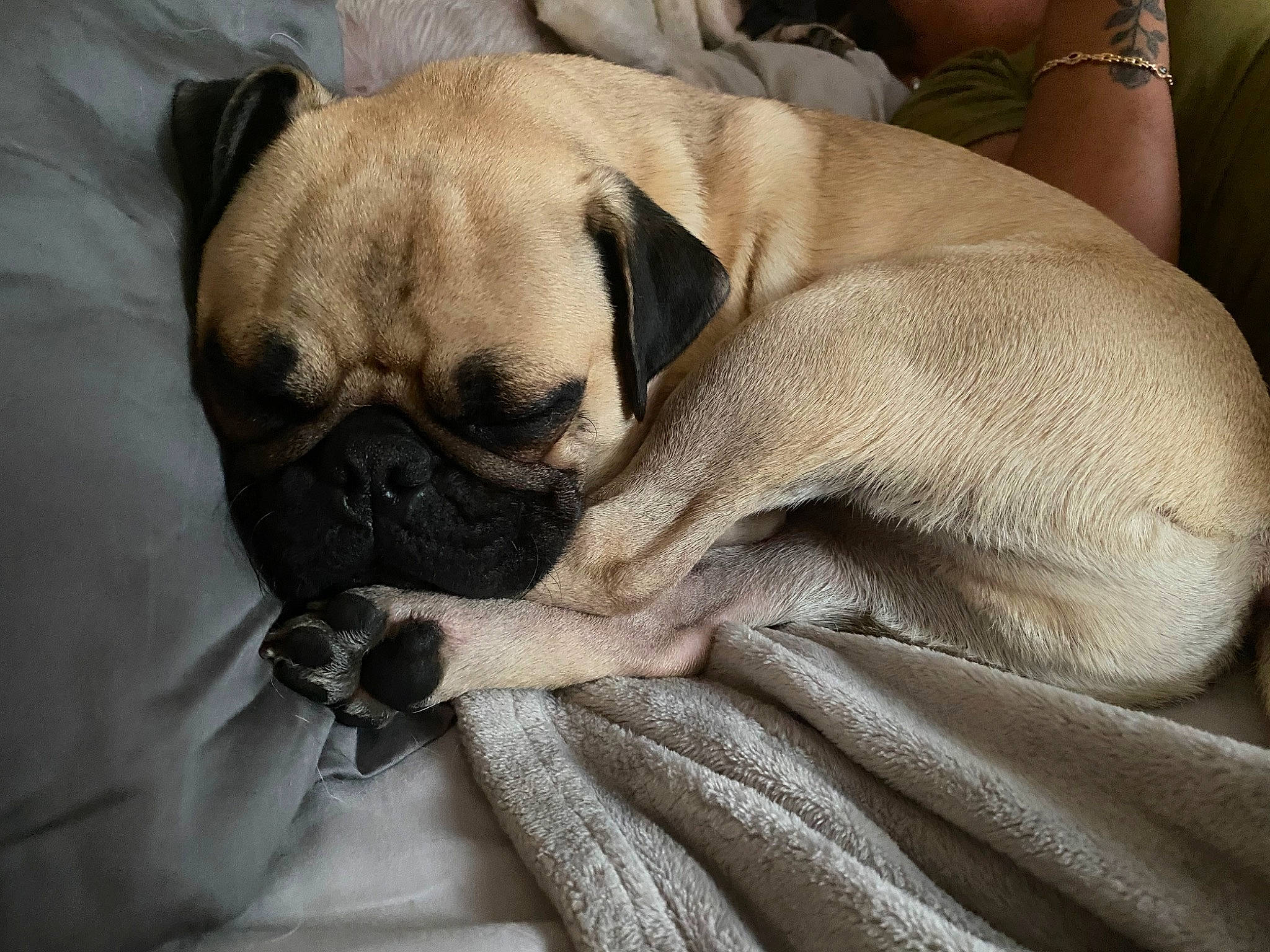 Drogo is registered to the contest to win money with this photo: bullmastiff, canidae, carnivore, companion_dog, dog, dog_breed, english_mastiff, fawn, mammal, nap, pug, puppy, puppy_love, skin, sleep, snout, toy_dog, vertebrate, wrinkle