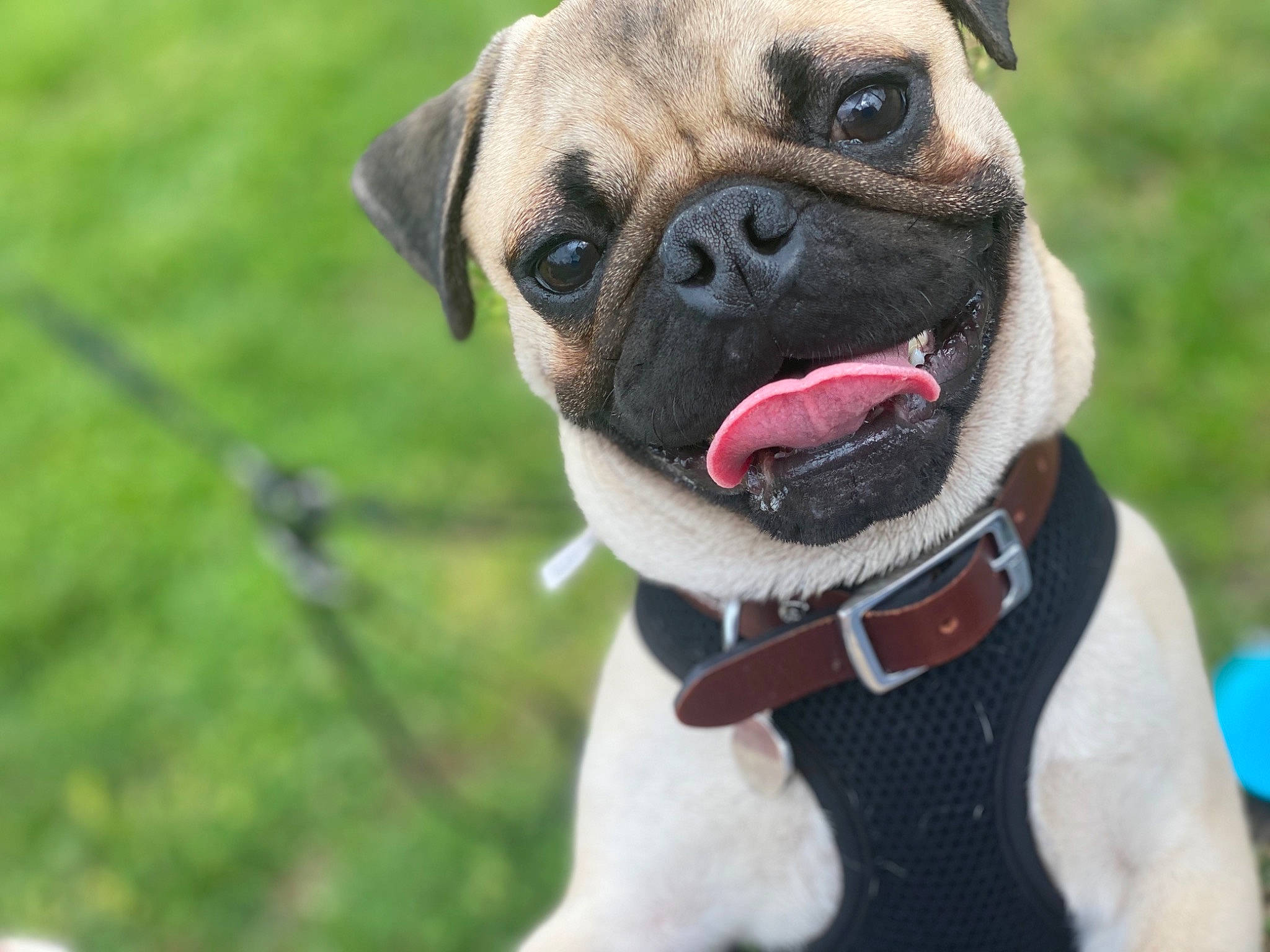 Drogo joined the competition — help win amazing prizes! ancient_dog_breeds, canidae, carnivore, collar, companion_dog, dog, dog_breed, dog_collar, fawn, mammal, pug, snout, sporting_group, toy_dog, valley_bulldog, vertebrate