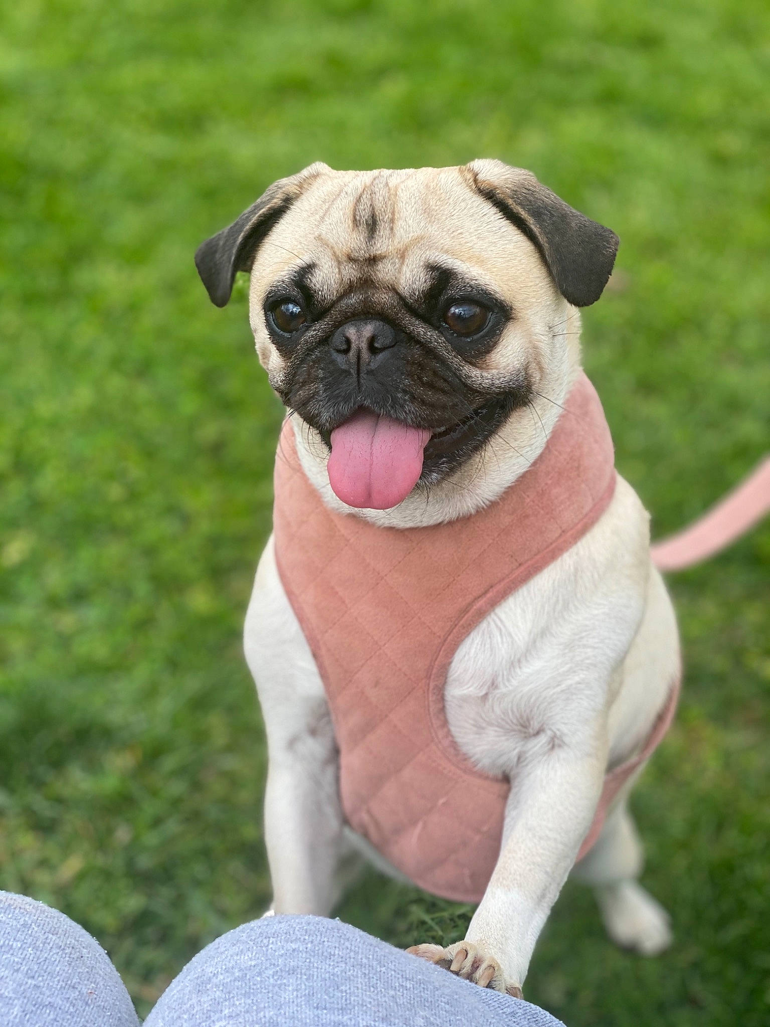 Khaleesi is registered to the contest to win money with this photo: ancient_dog_breeds, canidae, carnivore, companion_dog, dog, dog_breed, fawn, grass, mammal, pug, puppy, snout, sporting_group, tongue, toy_dog, vertebrate, wrinkle