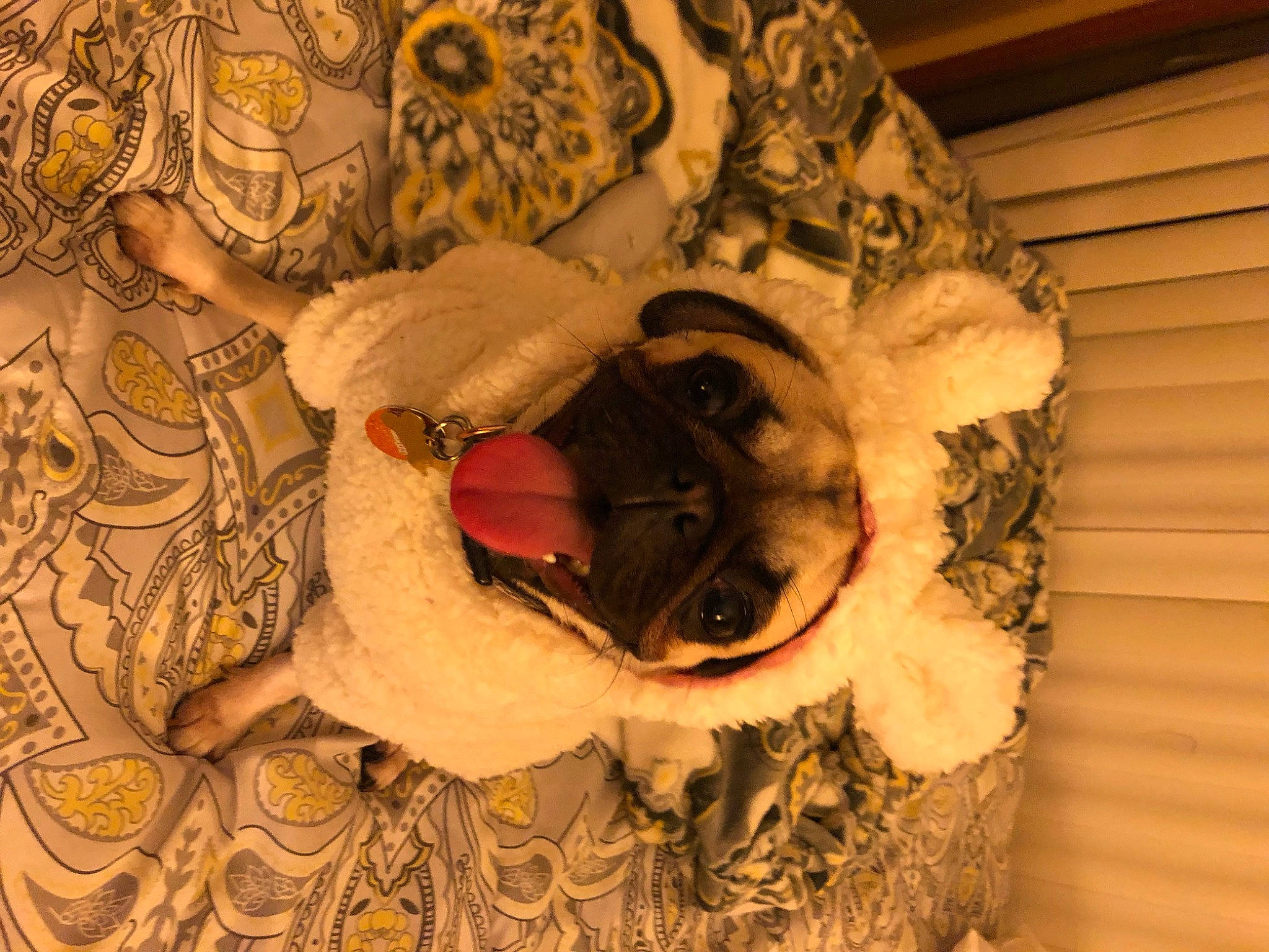 Khaleesi joined the competition — help win amazing prizes! fawn, fur