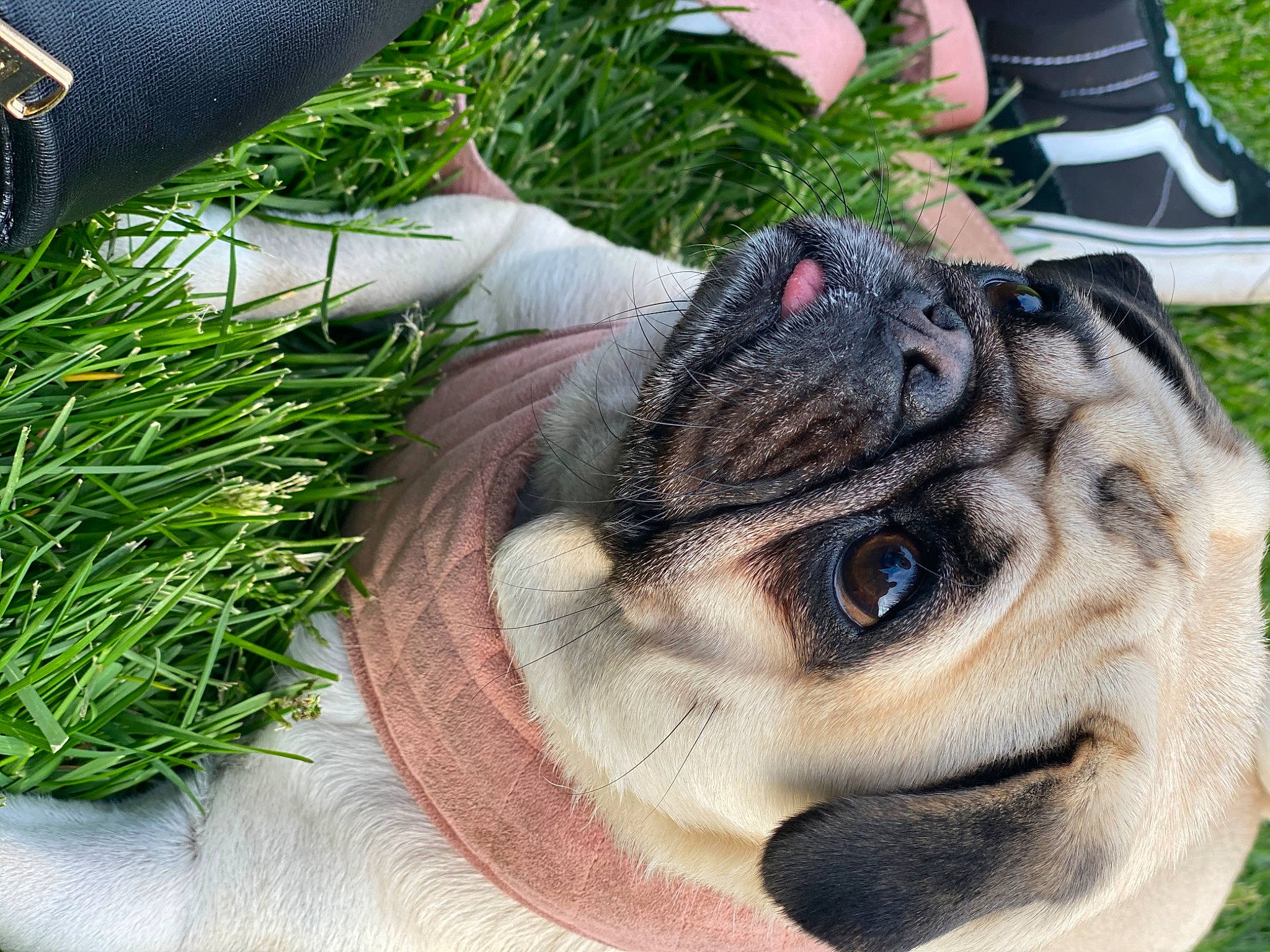 Khaleesi joined the competition — help win amazing prizes! canidae, carnivore, companion_dog, dog, dog_breed, ear, eye, fawn, french_bulldog, fur, grass, non_sporting_group, pug, puppy, snout, sporting_group, toy_dog, wrinkle