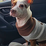 Mango is registered to the contest to win money with this photo: dog, car_interior, sweater, pet, animal, window, seat, ears, brown_and_white, cozy, looking, side_view, domestic_animal, canine, companion, transportation, road, daylight, alert, portrait