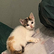 Cybèle participe au concours pour gagner de l'argent avec cette photo : kitten, cat, pet, calico, fur, whiskers, big_eyes, ears, paw, tail, indoor, curious, playing, plastic_sheet, textured_wall, sitting, small_animal, looking_at_camera, adorable, household