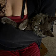 Cleo joined the competition — help win amazing prizes! cat, kitten, gray_cat, pet, animal, furry, fluffy, wide_eyes, blue_eyes, upside_down, cuddling, being_held, indoor, portrait, close_up, whiskers, ears, paws, red_stripes, cozy