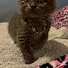 Cleo is registered to the contest to win money with this photo: kitten, cat, fluffy, brown_fur, long_hair, blue_eyes, pet, animal, portrait, sitting, indoors, blanket, bedding, pink, leopard_print, necklace, jewelry, cute, wide_eyed, close_up