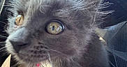 Cleo joined the competition — help win amazing prizes! cat, kitten, gray_fur, fluffy, whiskers, green_eyes, close_up, pet, animal, car, car_interior, window, sunlight, outdoor, travel, seated, collar, blanket, soft_fur, portrait