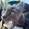 cat, kitten, gray_fur, fluffy, whiskers, green_eyes, close_up, pet, animal, car, car_interior, window, sunlight, outdoor, travel, seated, collar, blanket, soft_fur, portrait