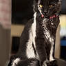 Cleo is registered to the contest to win money with this photo: cat, black_cat, white_markings, collar, bell, sitting, portrait, indoors, bed, bedroom, sunlight, fluffy_tail, yellow_eyes, whiskers, ears, fur, pet, domestic_animal, shallow_depth_of_field, cozy