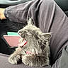 cat, gray_cat, fluffy, yawning, sleepy, open_mouth, pink_collar, whiskers, furry, pet, animal, sitting, car, car_interior, passenger_seat, person, legs, clothing, close_up, portrait