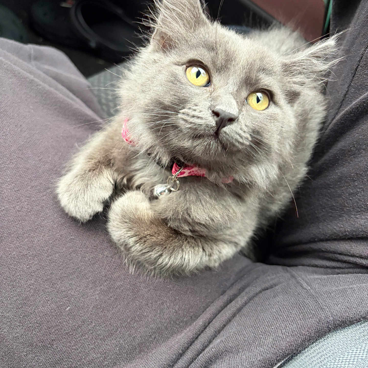 Cleo joined the competition — help win amazing prizes! cat, kitten, gray_fur, fluffy, long_hair, yellow_eyes, pink_collar, bell, pet, animal, cute, adorable, sitting, lounging, car_interior, passenger_seat, close_up, portrait, whiskers, furry