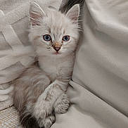 Nala a rejoint le concours — aidez-le/la à gagner de superbes lots ! kitten, cat, blue_eyes, fluffy, cute, pet, animal, feline, fur, whiskers, paws, resting, blanket, cozy, indoors, young, small, soft, domestic_cat, relaxed