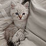 kitten, cat, blue_eyes, fluffy, cute, pet, animal, feline, fur, whiskers, paws, resting, blanket, cozy, indoors, young, small, soft, domestic_cat, relaxed