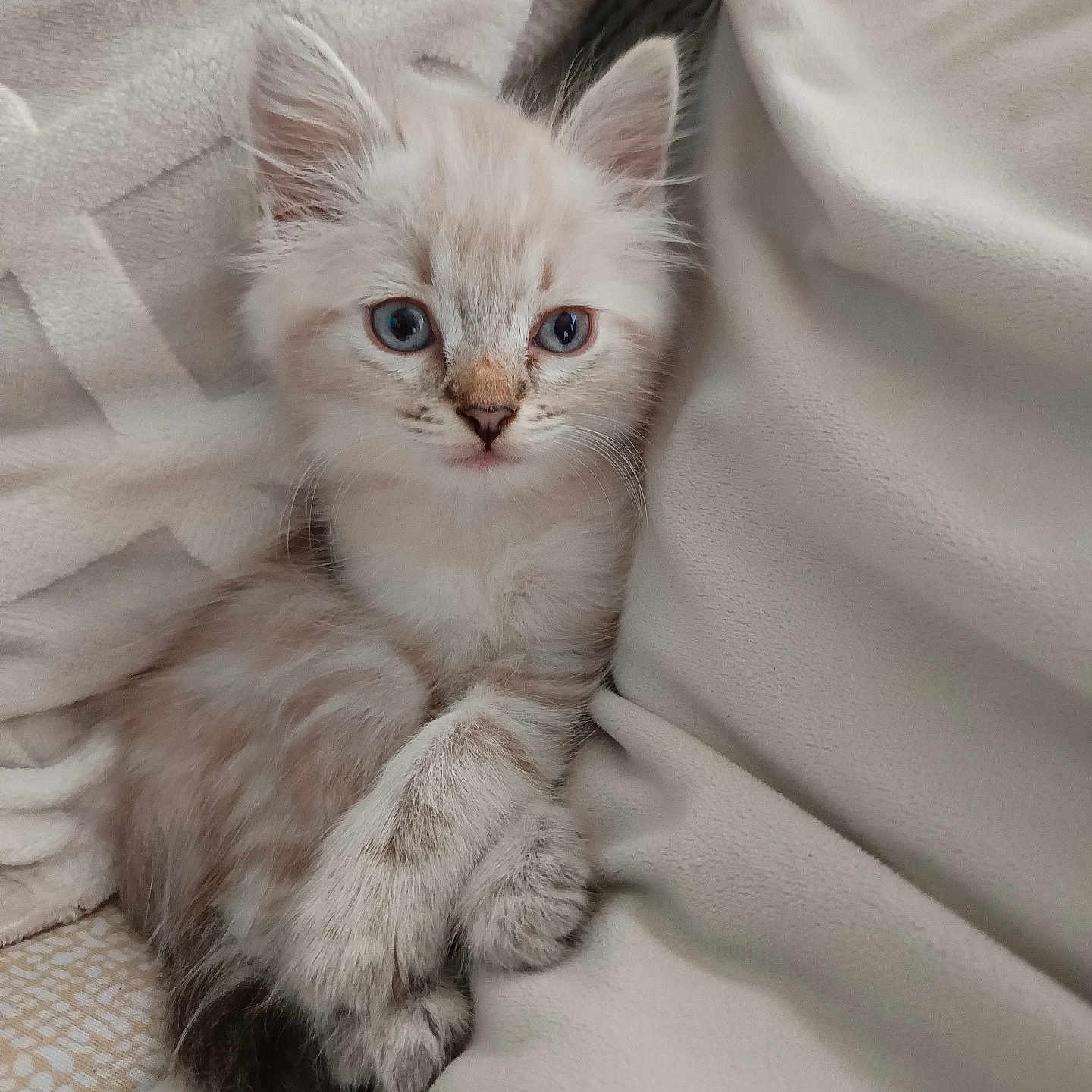 Nala a rejoint le concours — aidez-le/la à gagner de superbes lots ! animal, blanket, blue_eyes, cat, cozy, cute, domestic_cat, feline, fluffy, fur, indoors, kitten, paws, pet, relaxed, resting, small, soft, whiskers, young