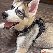 Zeus joined the competition — help win amazing prizes! dog, puppy, husky, siberian_husky, blue_eyes, open_mouth, tongue_out, happy, lying_down, harness, pet, animal, canine, fluffy, white_fur, gray_fur, black_markings, large_ears, indoor, wooden_floor